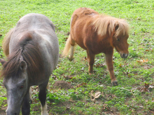 A pair of mini-horses came to check us out.